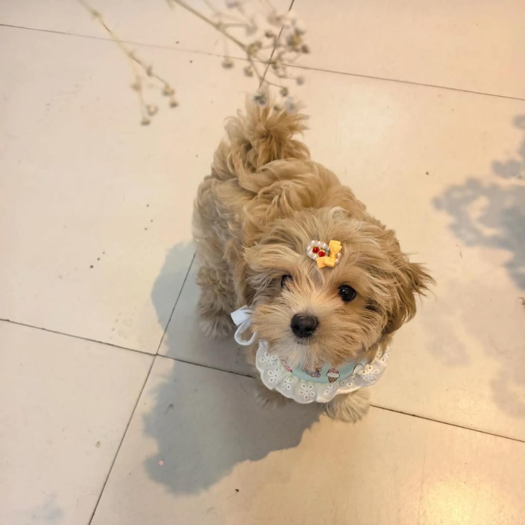 上海宠越君萌宠