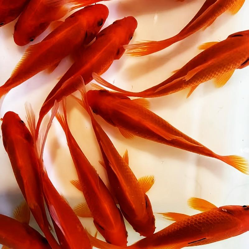 水族用品销售中心