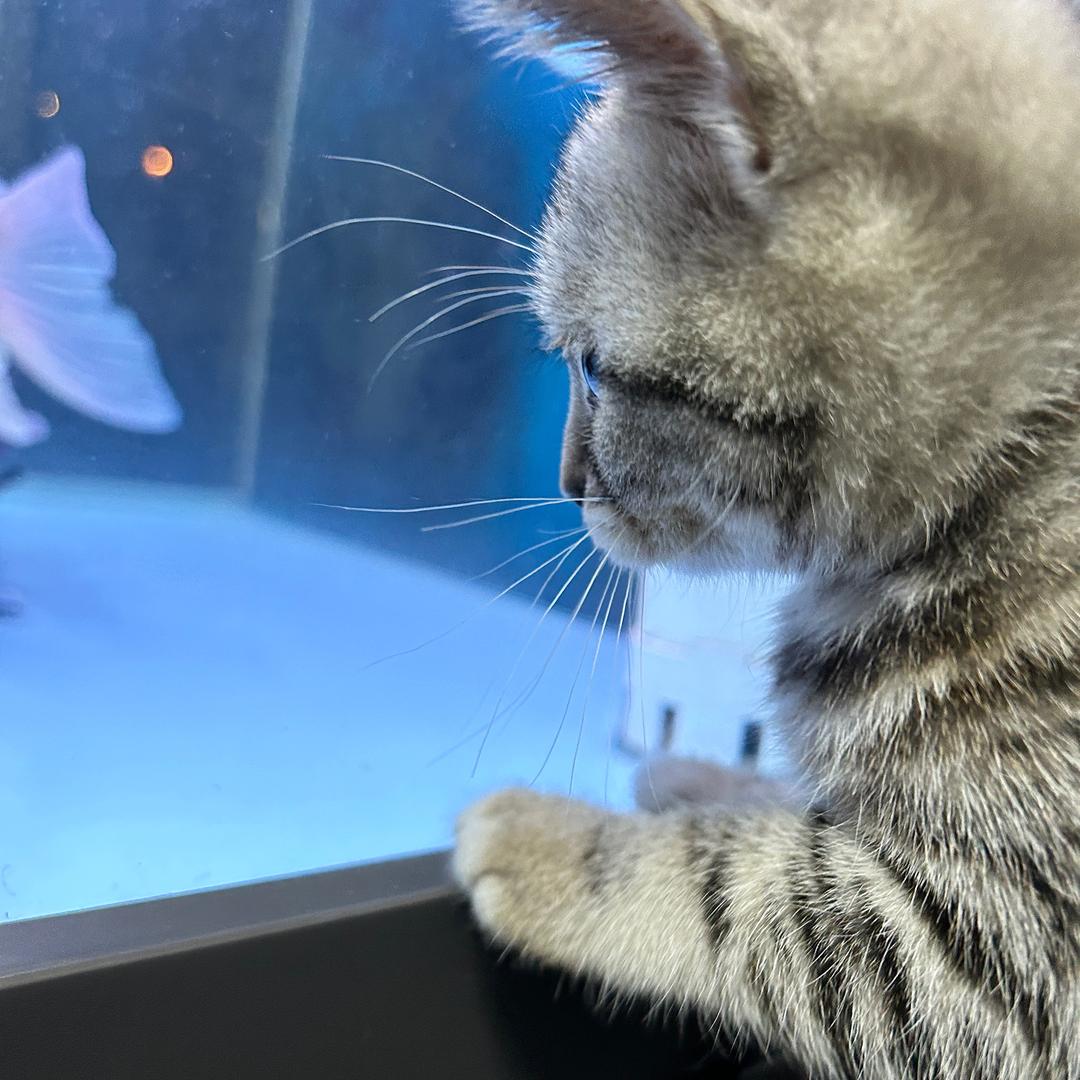 kitty xuᴗan_ᥫᩣ