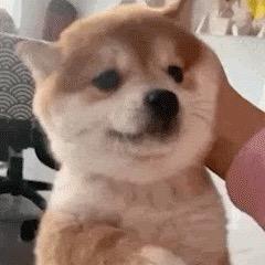 飒飒飒