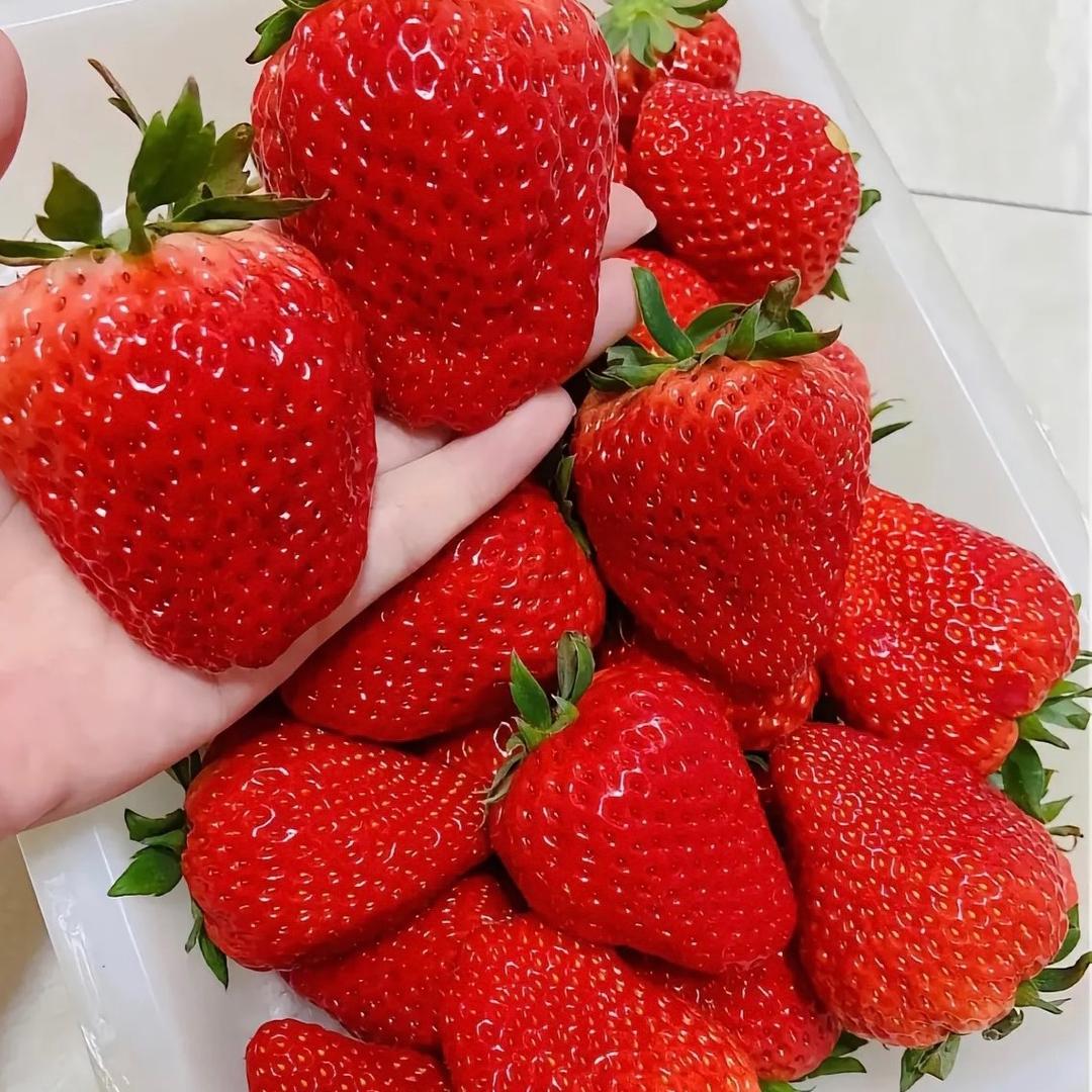 草莓🍓～咏农田园