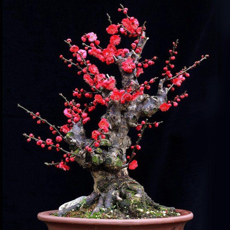 花之家花卉绿植