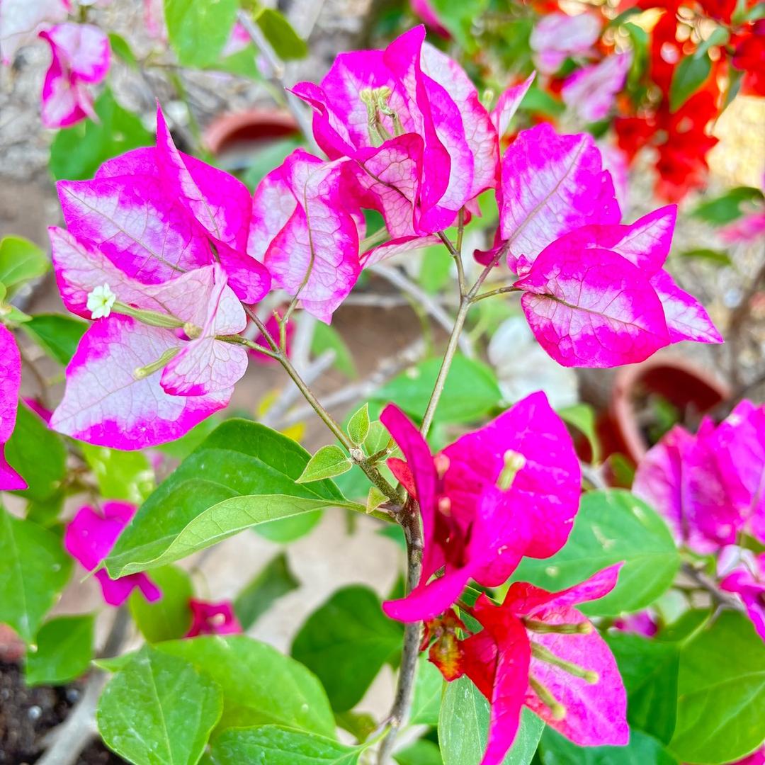 杨阳阳花卉