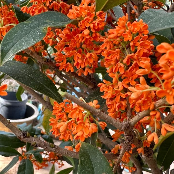 临沂小张桂花园