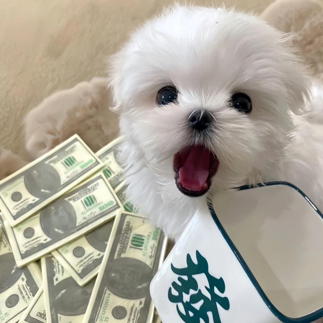 爱吃烤猪脑