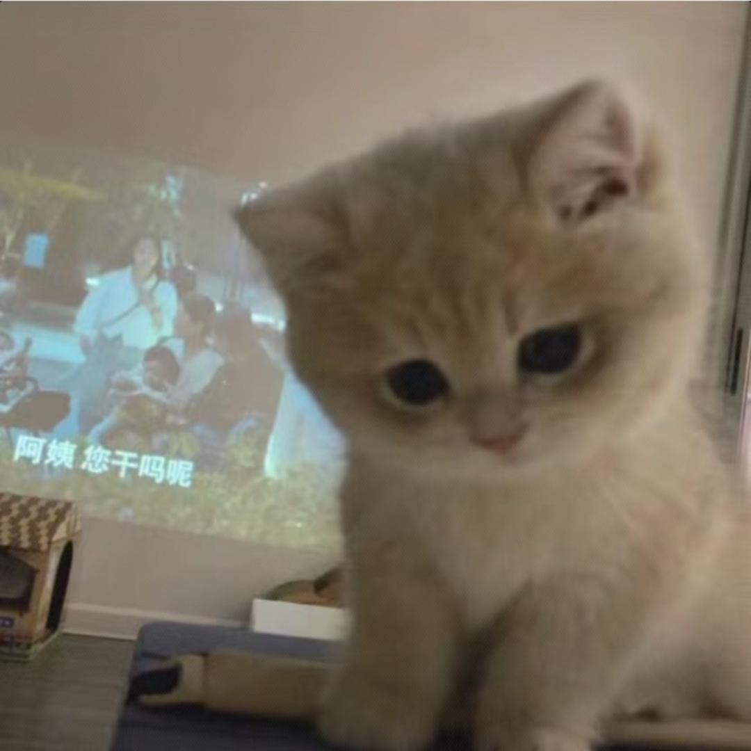 mo凹猫