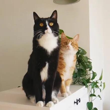 留小粒的猫