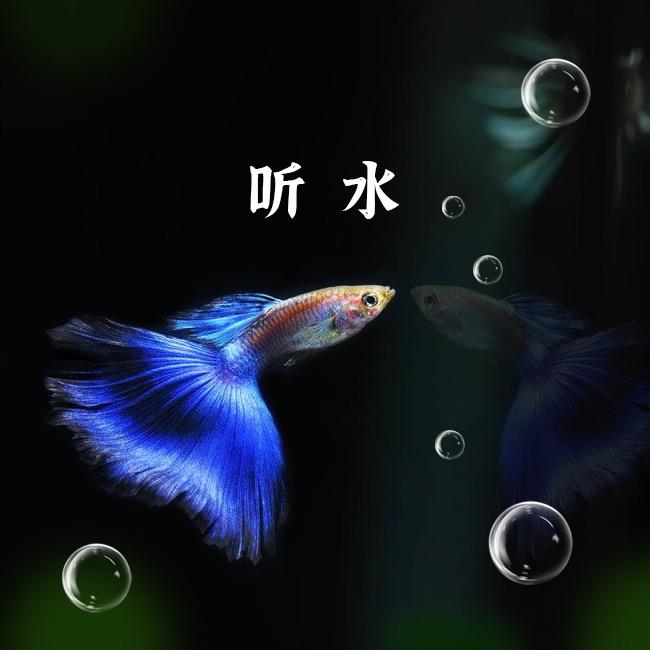 听水孔雀鱼