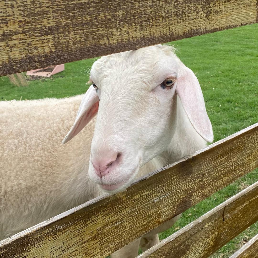 美洋洋🐏(约拍版)