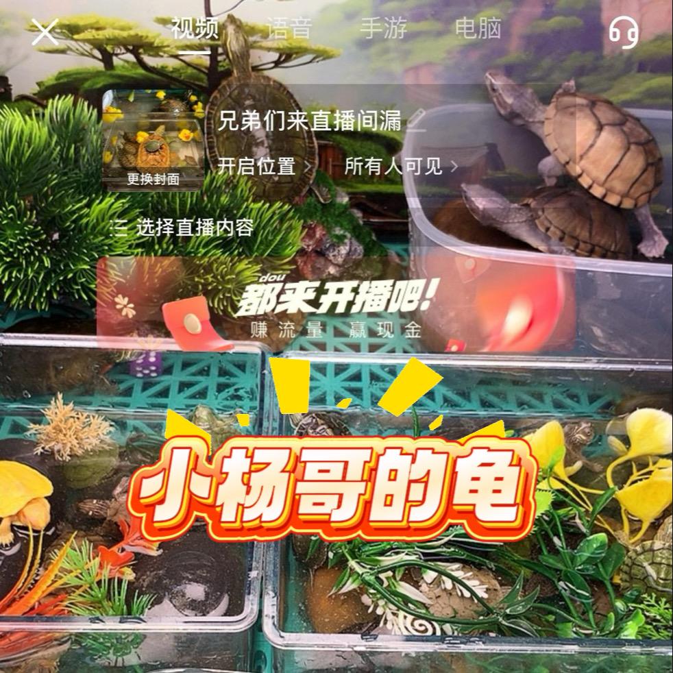 小杨哥的龟