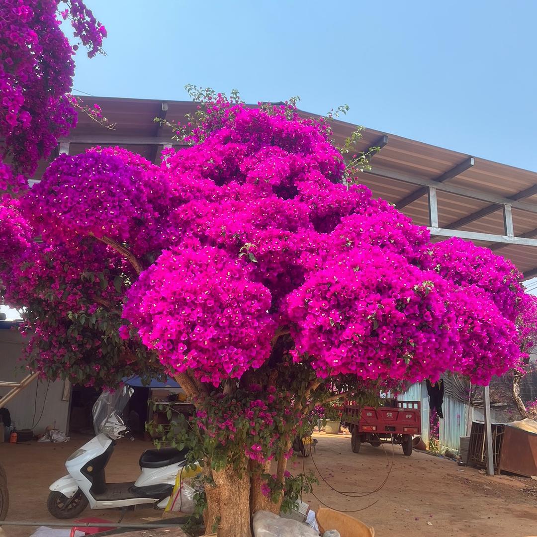 霆缘花卉
