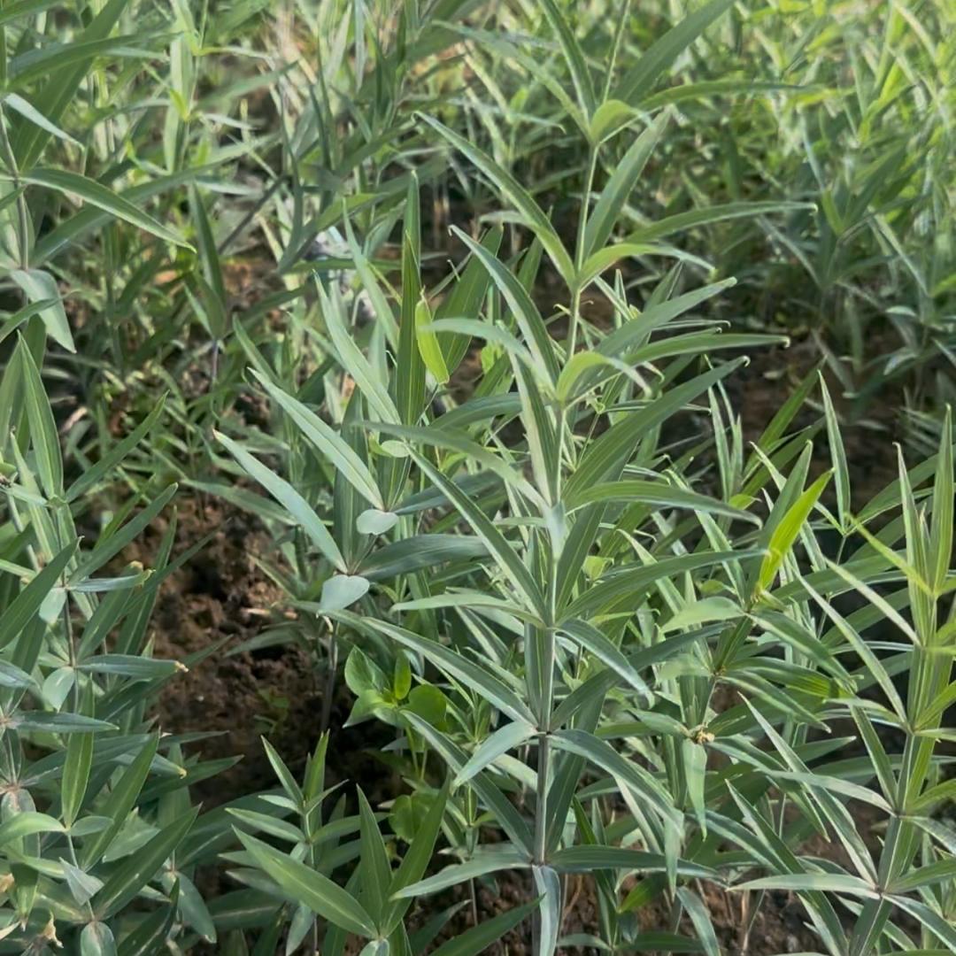 陕西药材种植讲师小张