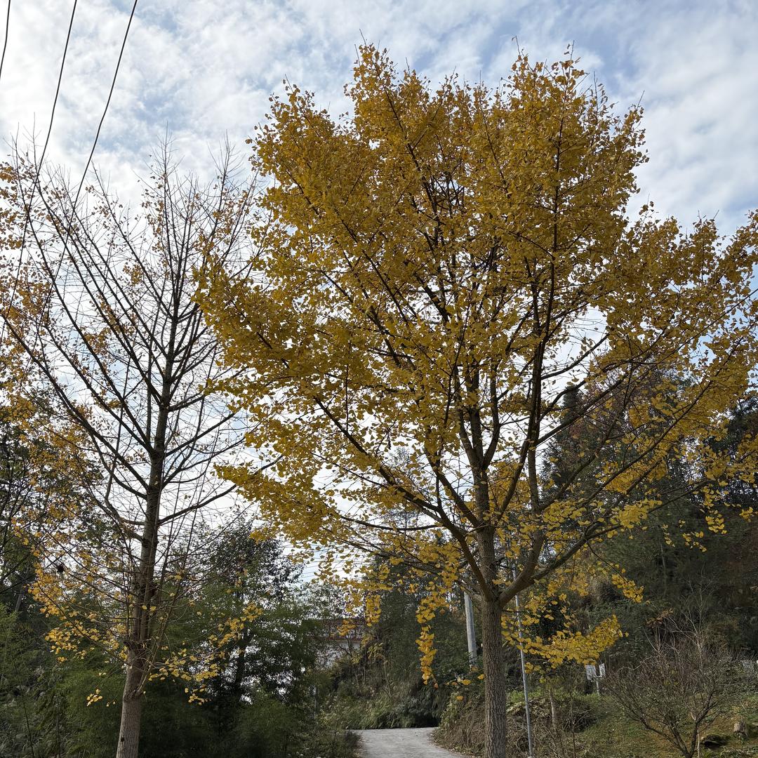 恩施乡百味土猪肉