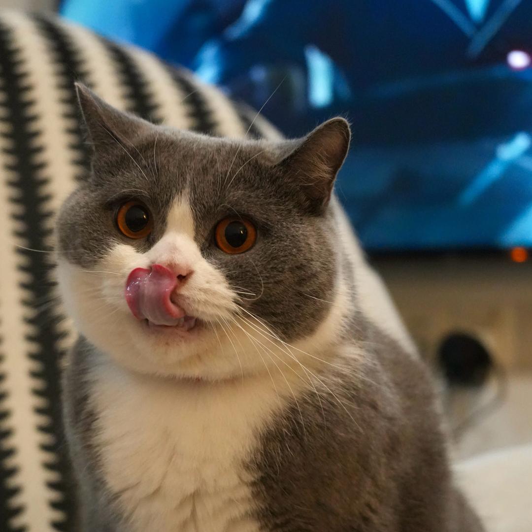 快到碗里来