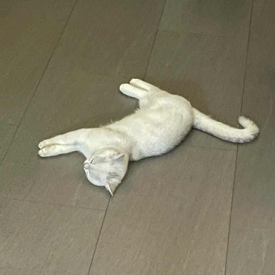 斯锅异..l_l