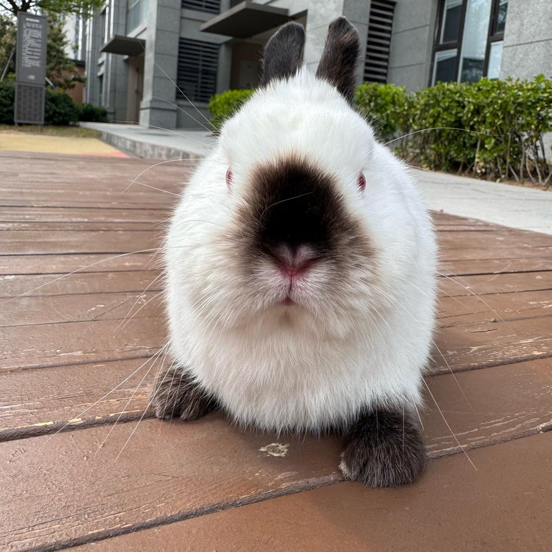 乡村小杨