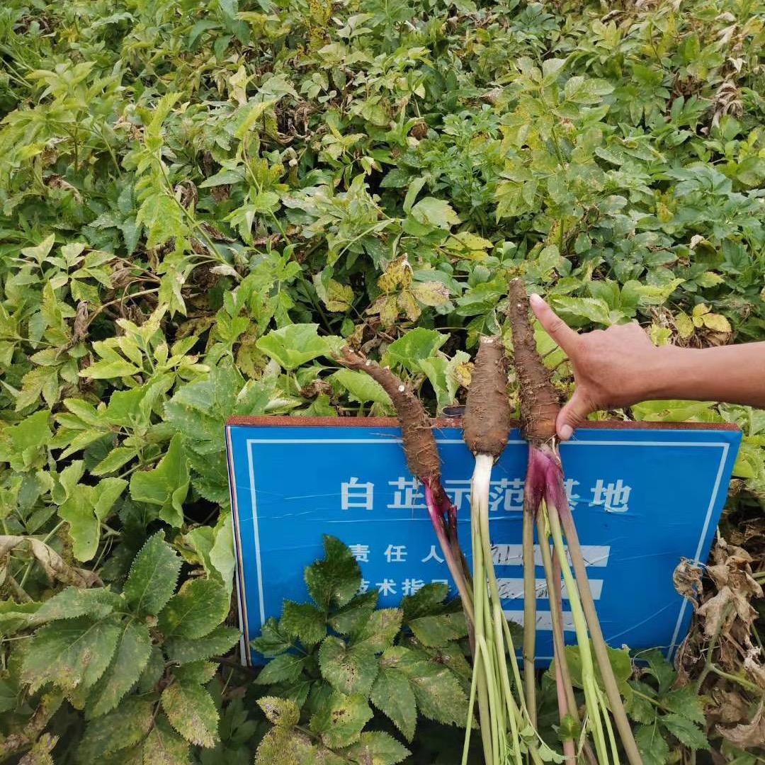 亳州白芷：李春鹏——白芷基地