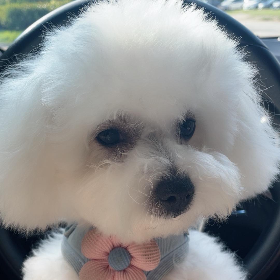 大白是熊🐻小比熊