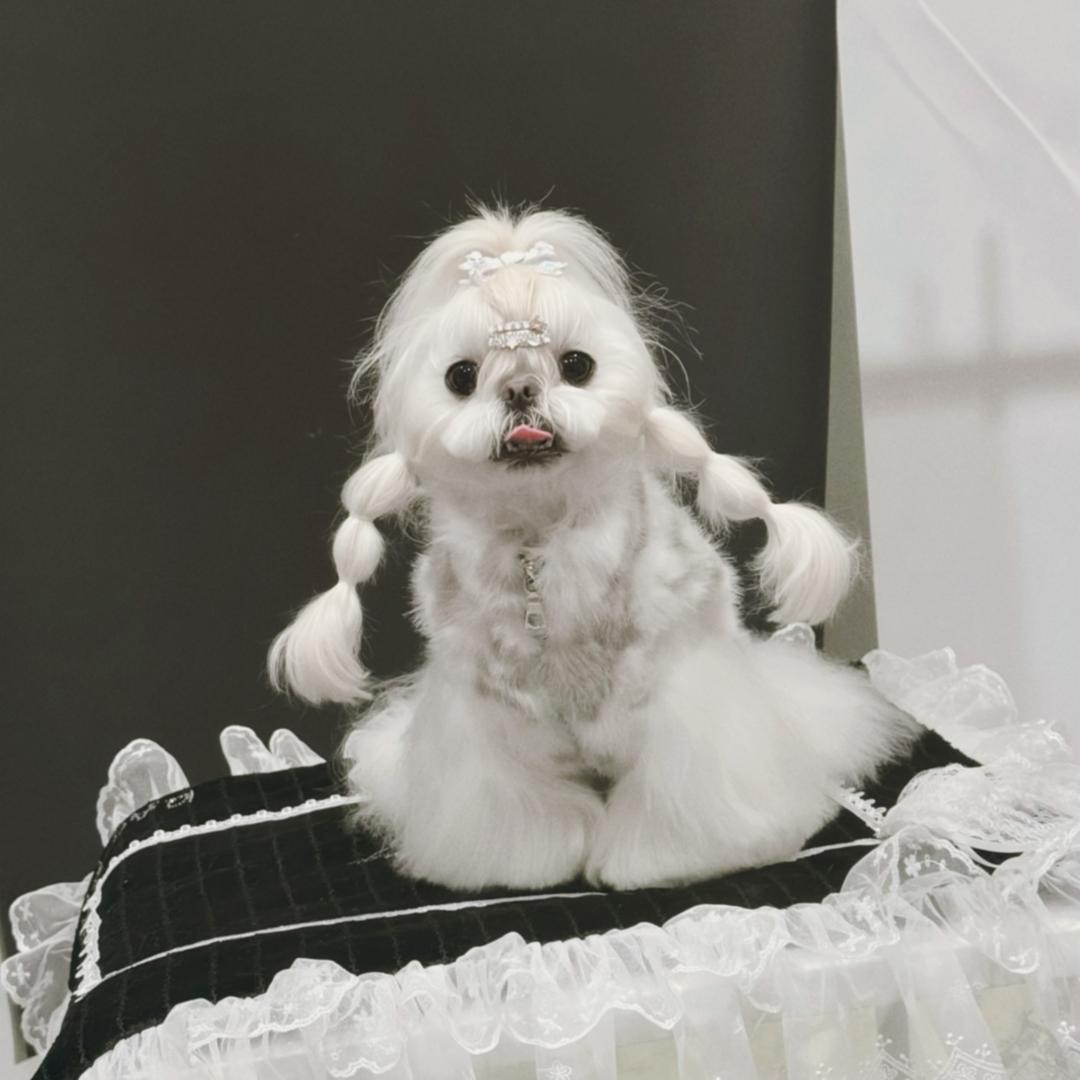 呼噜泡泡