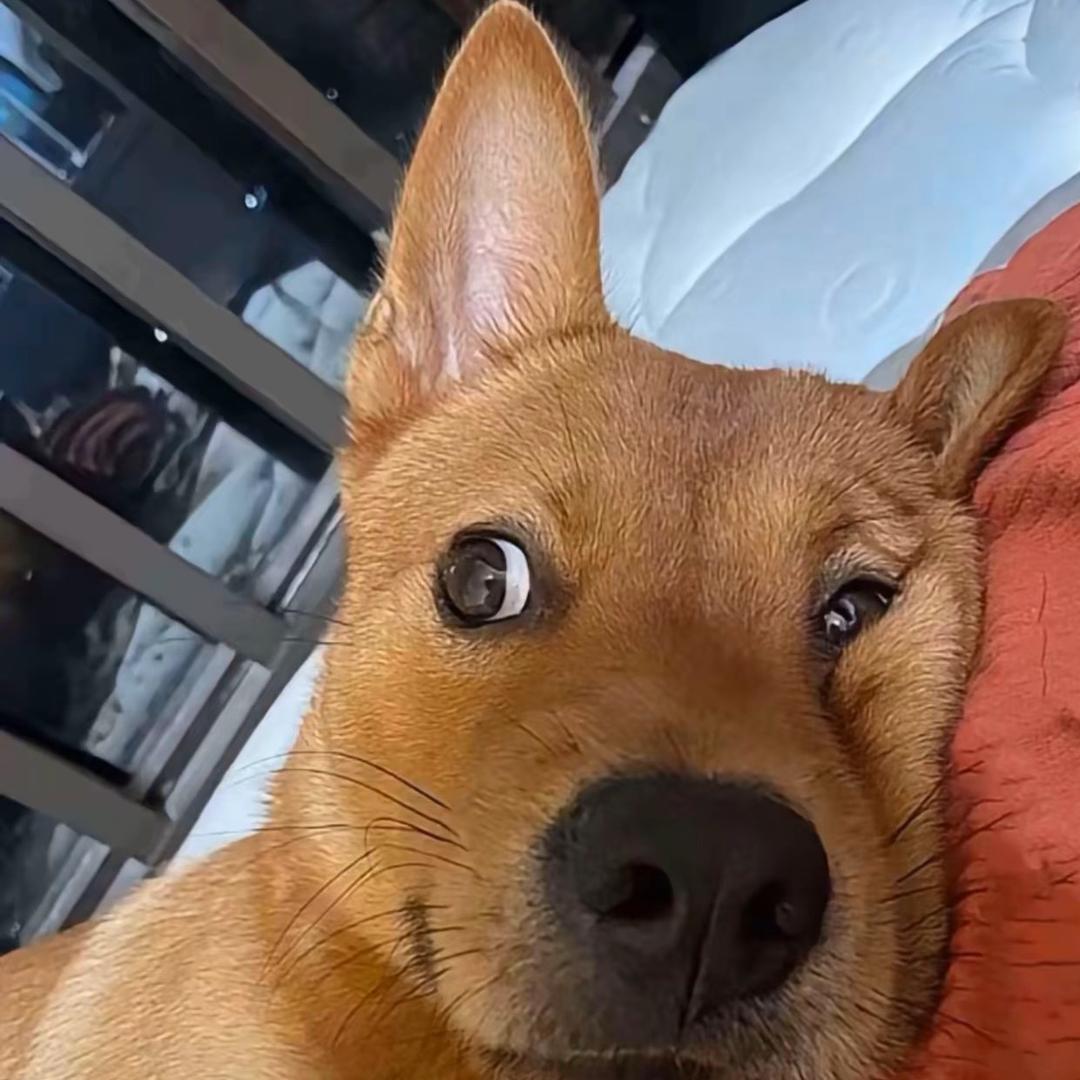 yes（接绿玩跑刀）