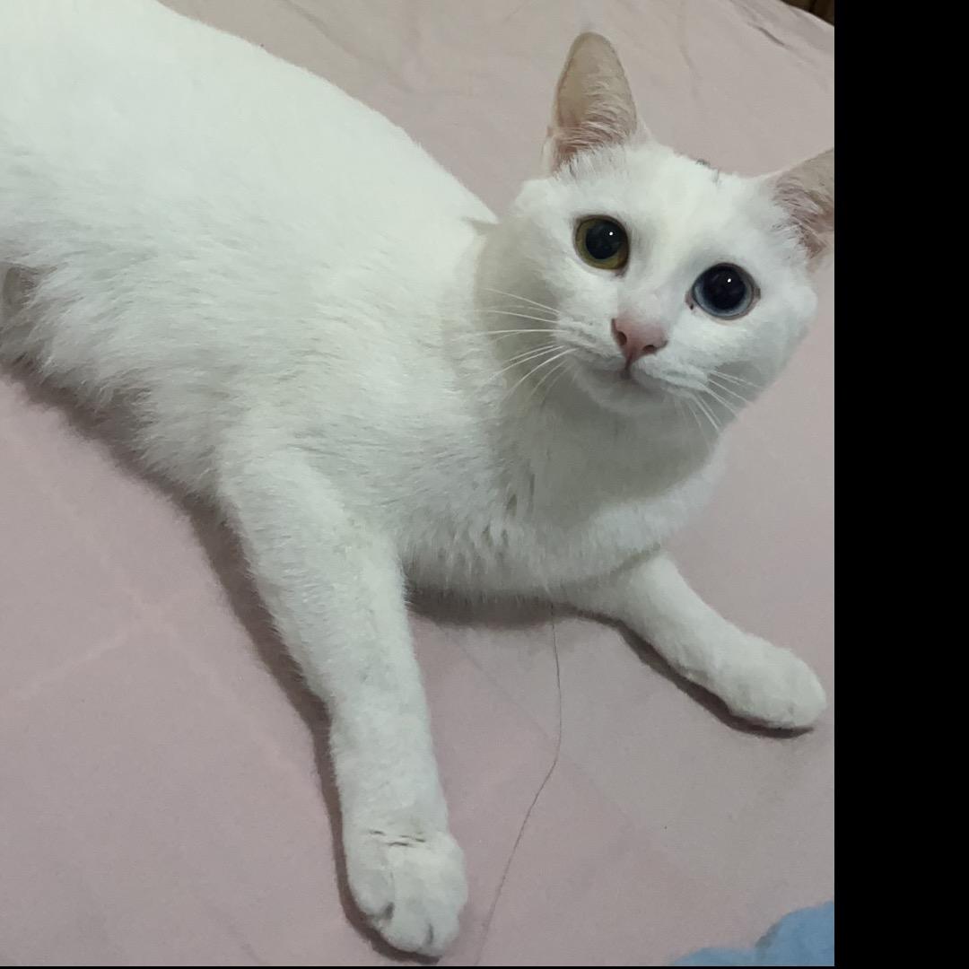 大咪不是咪头像