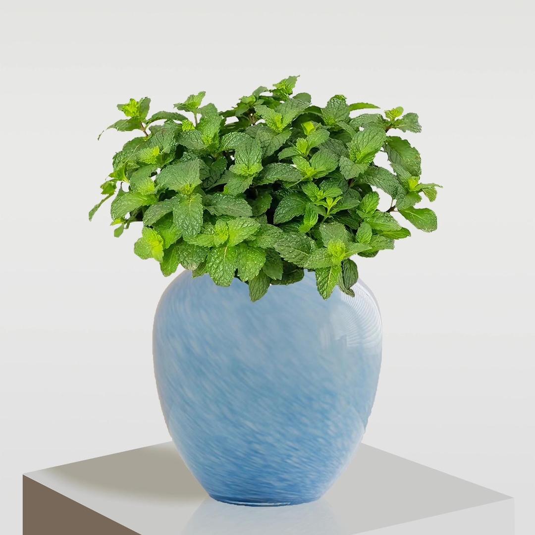 植物园