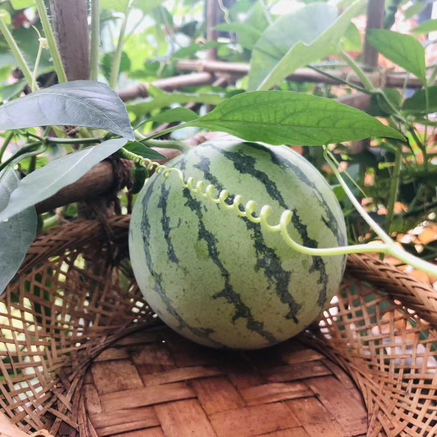 阳台上种西瓜