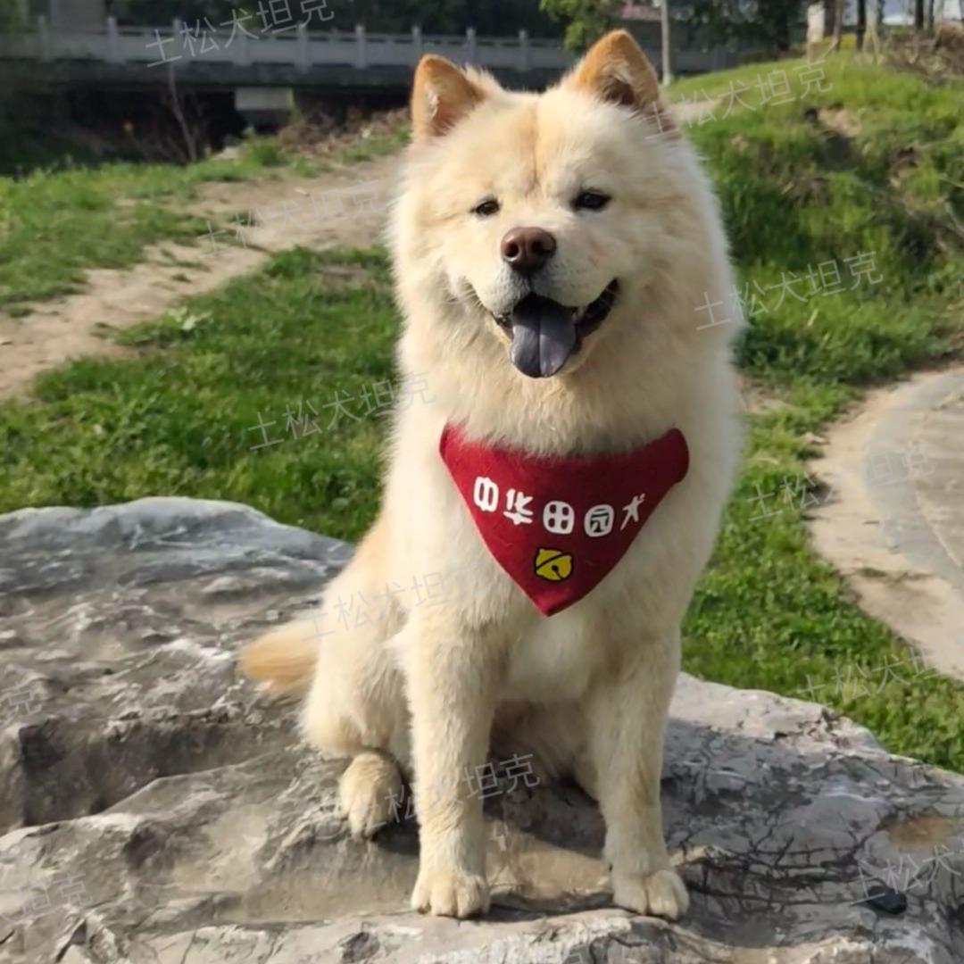 坦克犬舍-中华田园犬