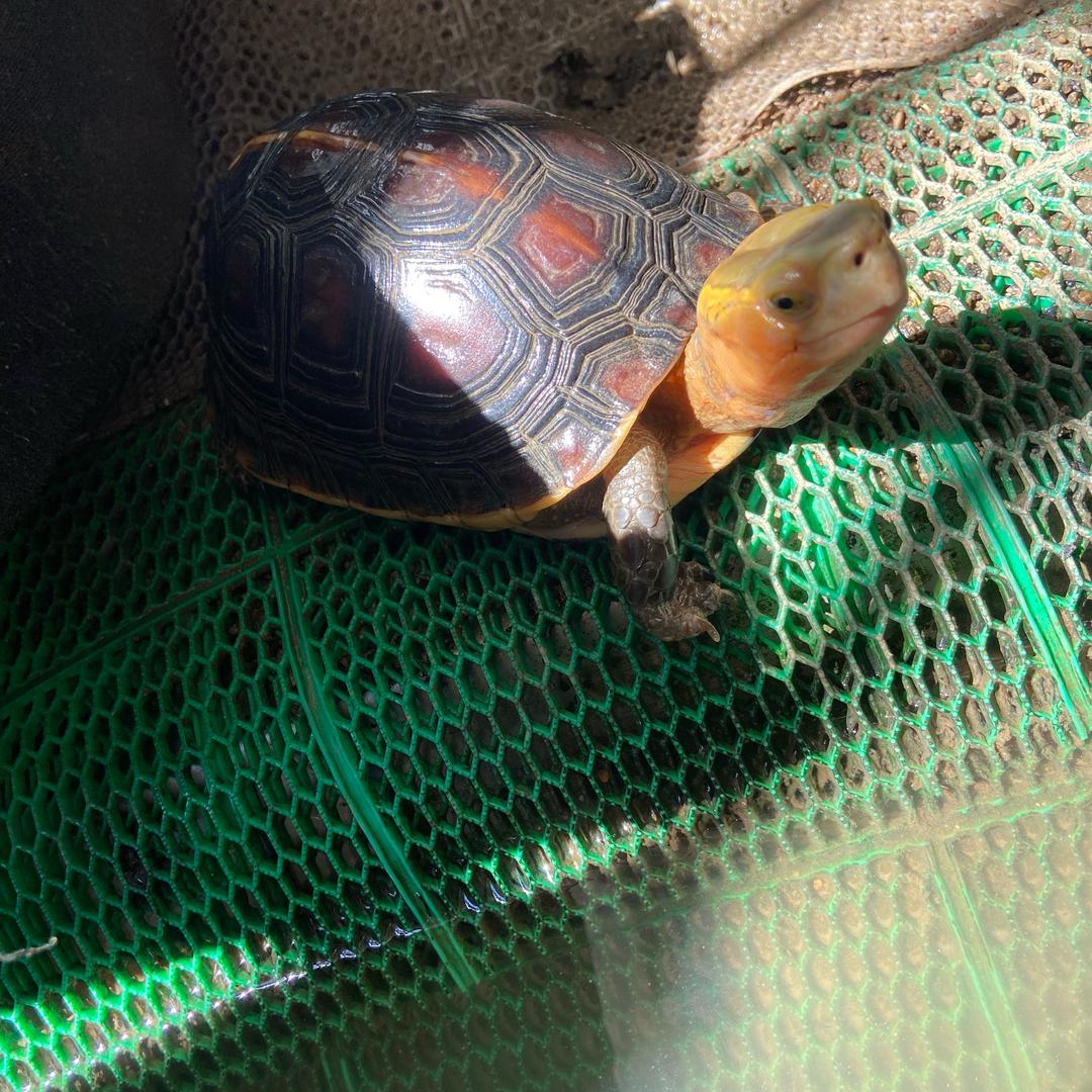山水🍀🍀   最爱黄缘