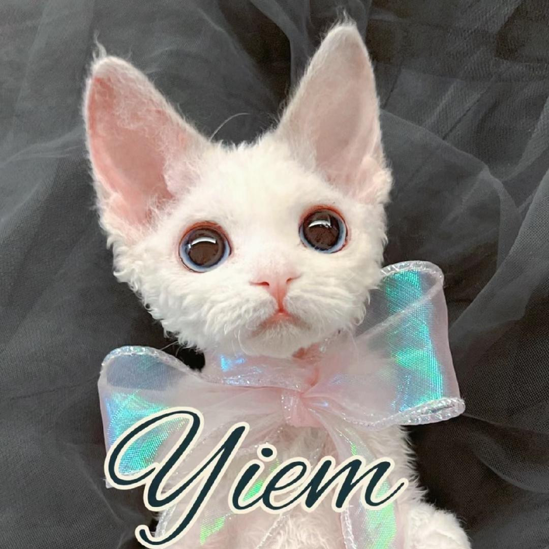🐈 7