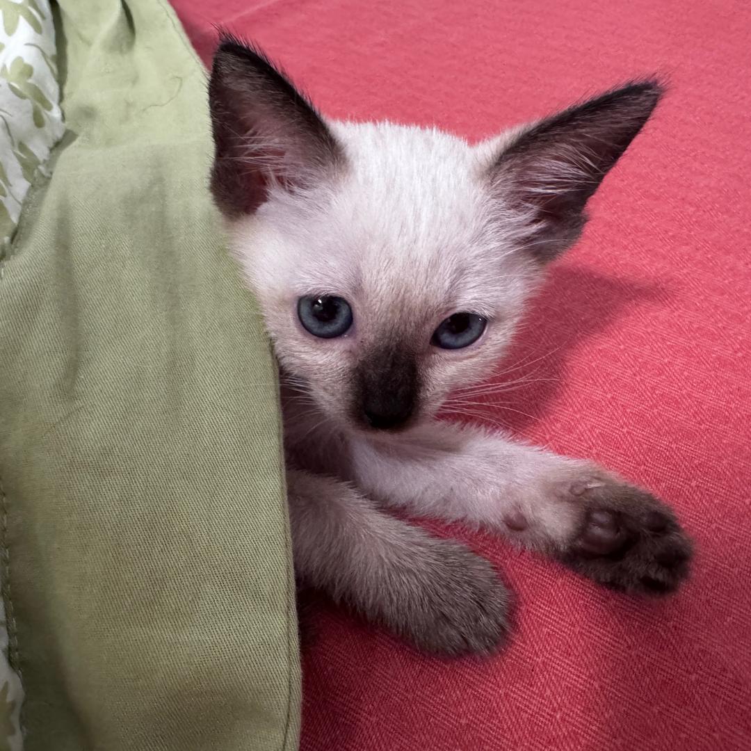 小猫皮皮