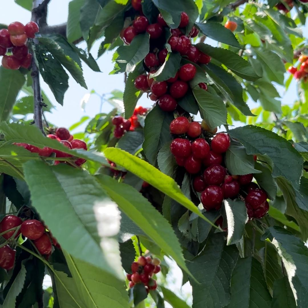 赞皇鲍家滩村樱桃采摘园