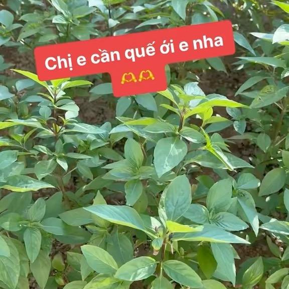 Linh