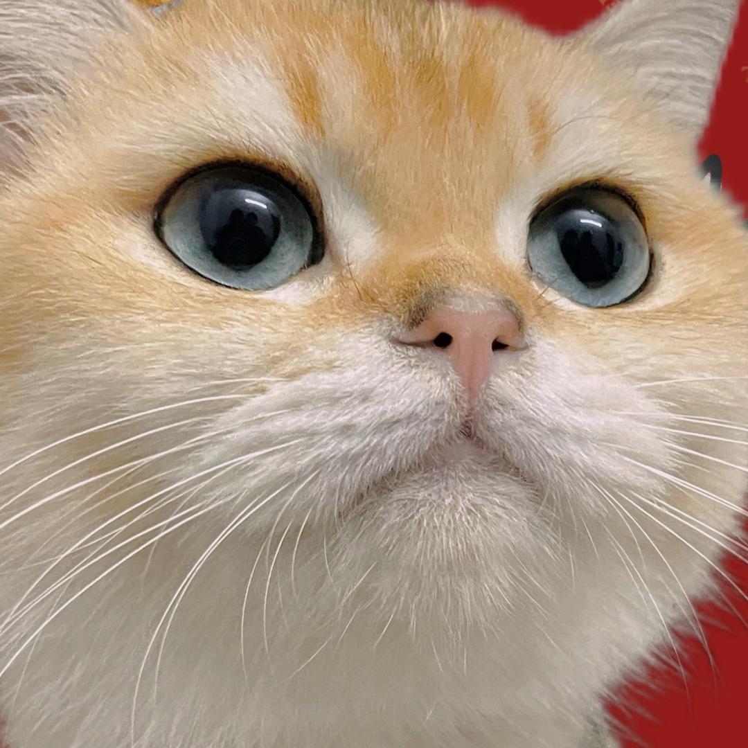 圆滚滚的猫