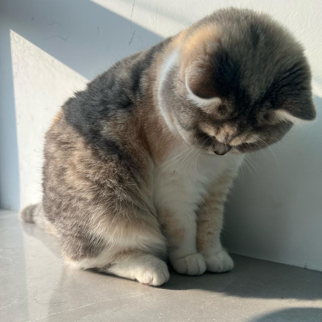 呼呼