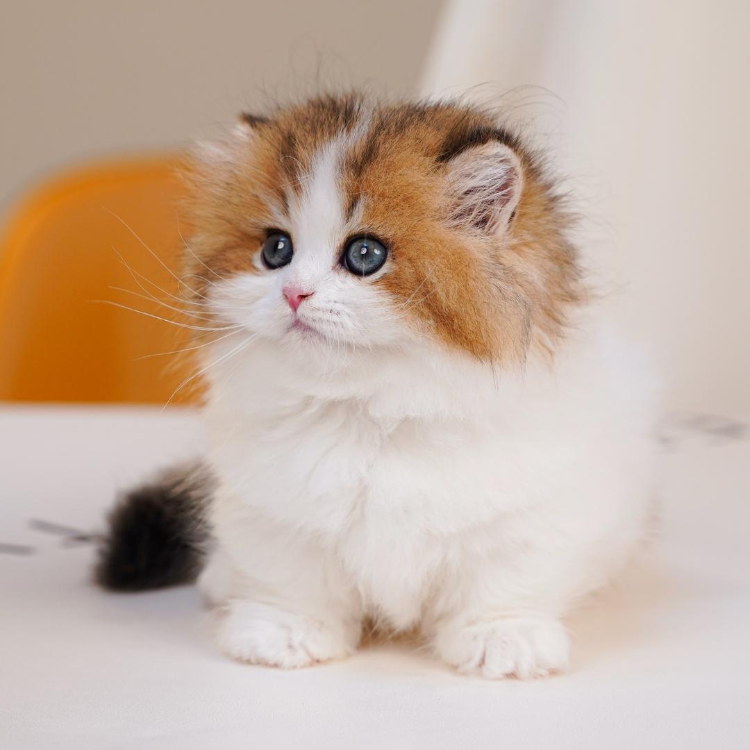 艾米繁育猫联盟（小美）