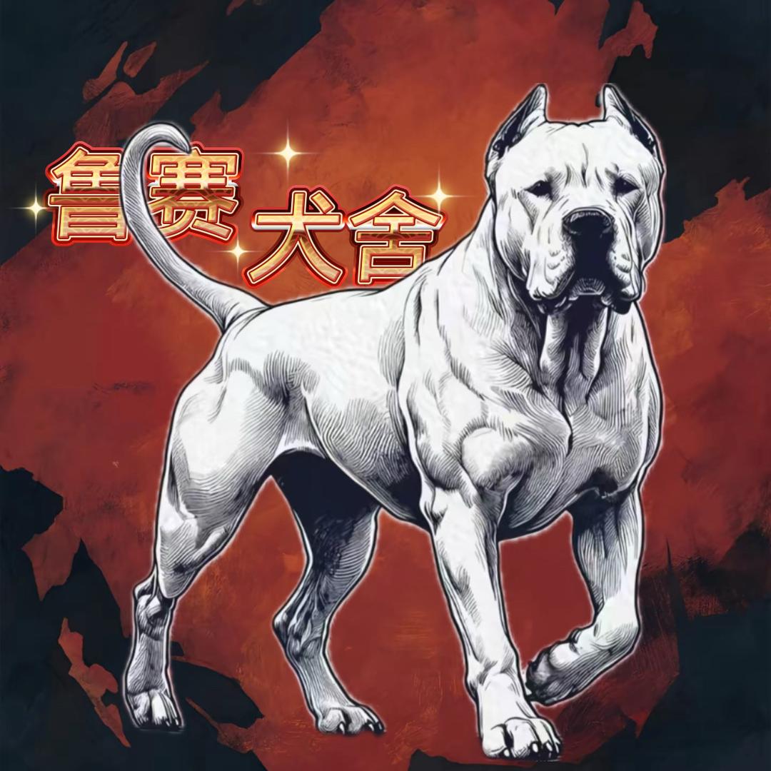 鲁赛犬舍～杜高犬