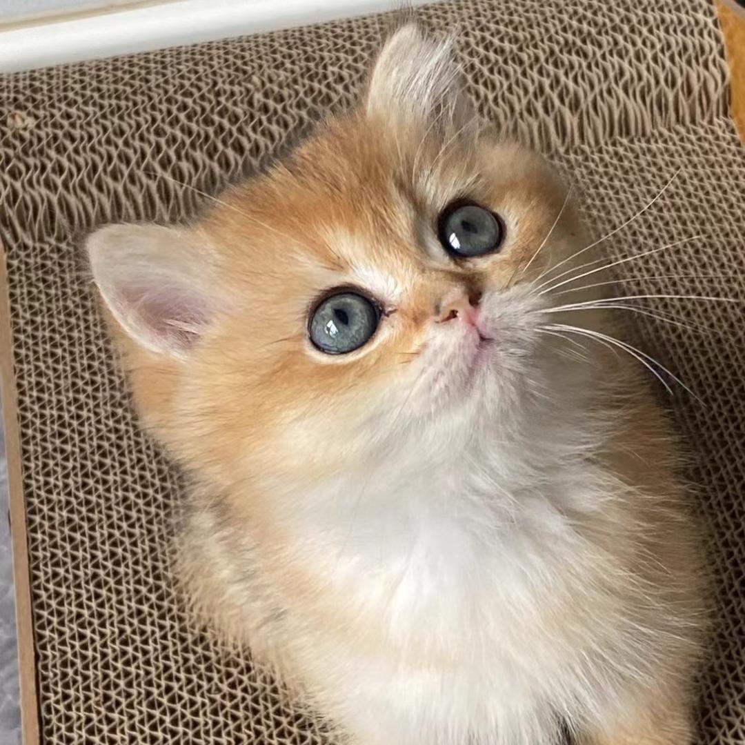 旺仔只吃饭不洗碗🥣