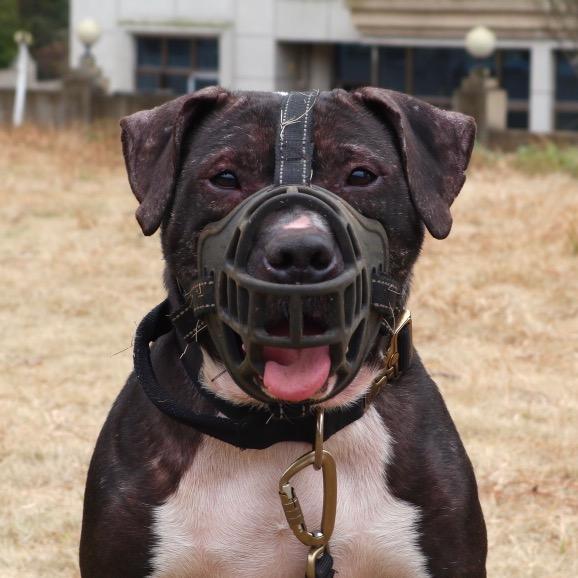 宠物店老板的快乐生活