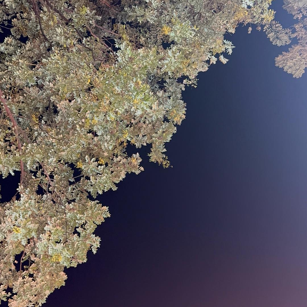 小老鼠(三角洲行动)