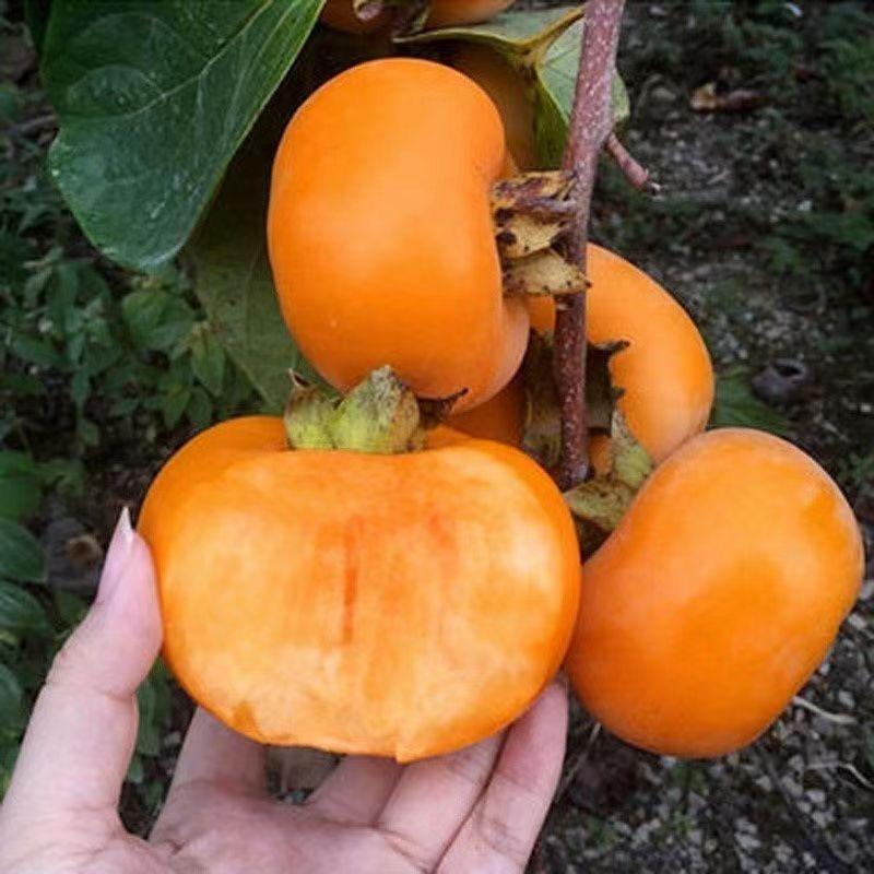 沃然果树苗木专营店