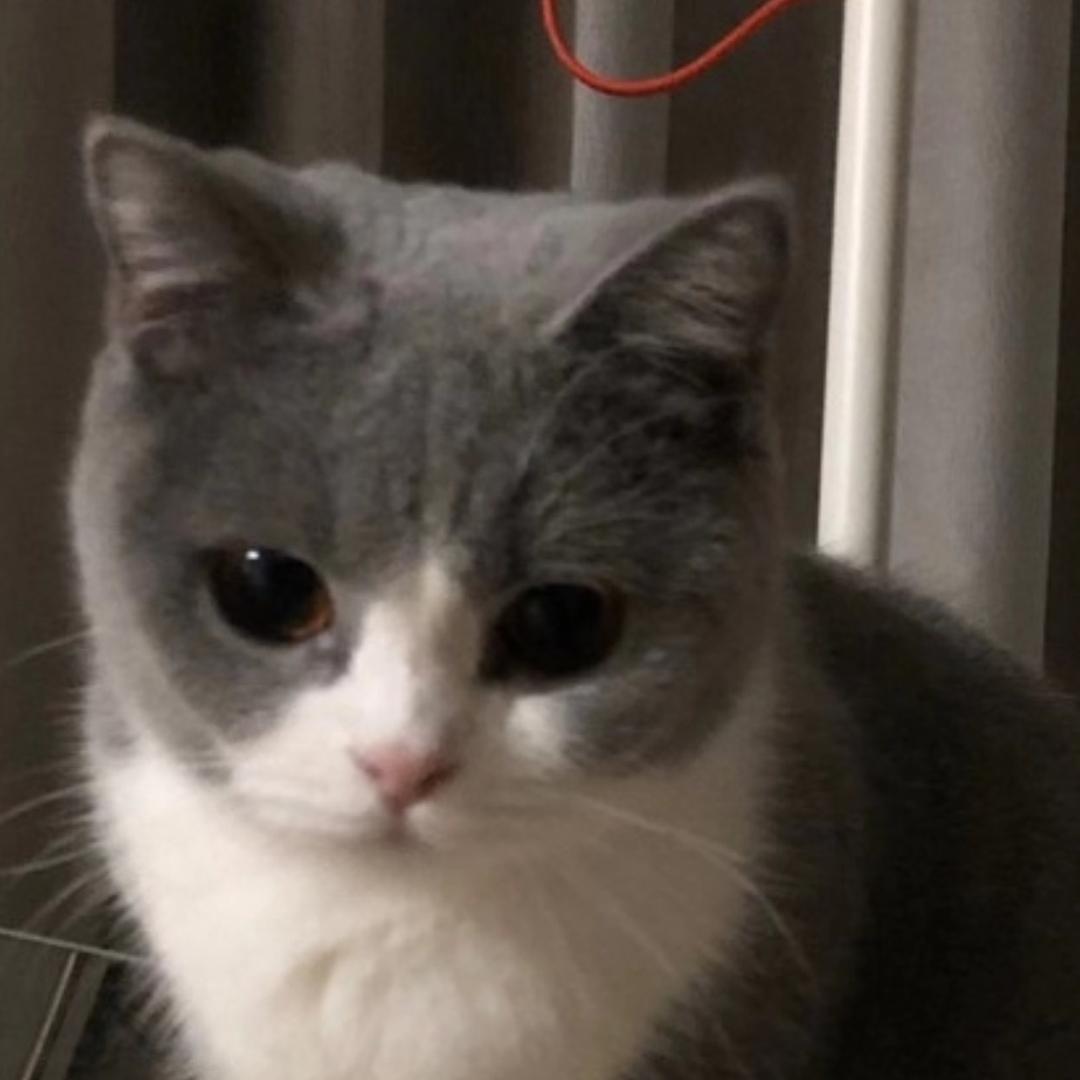 说猪不是猪、