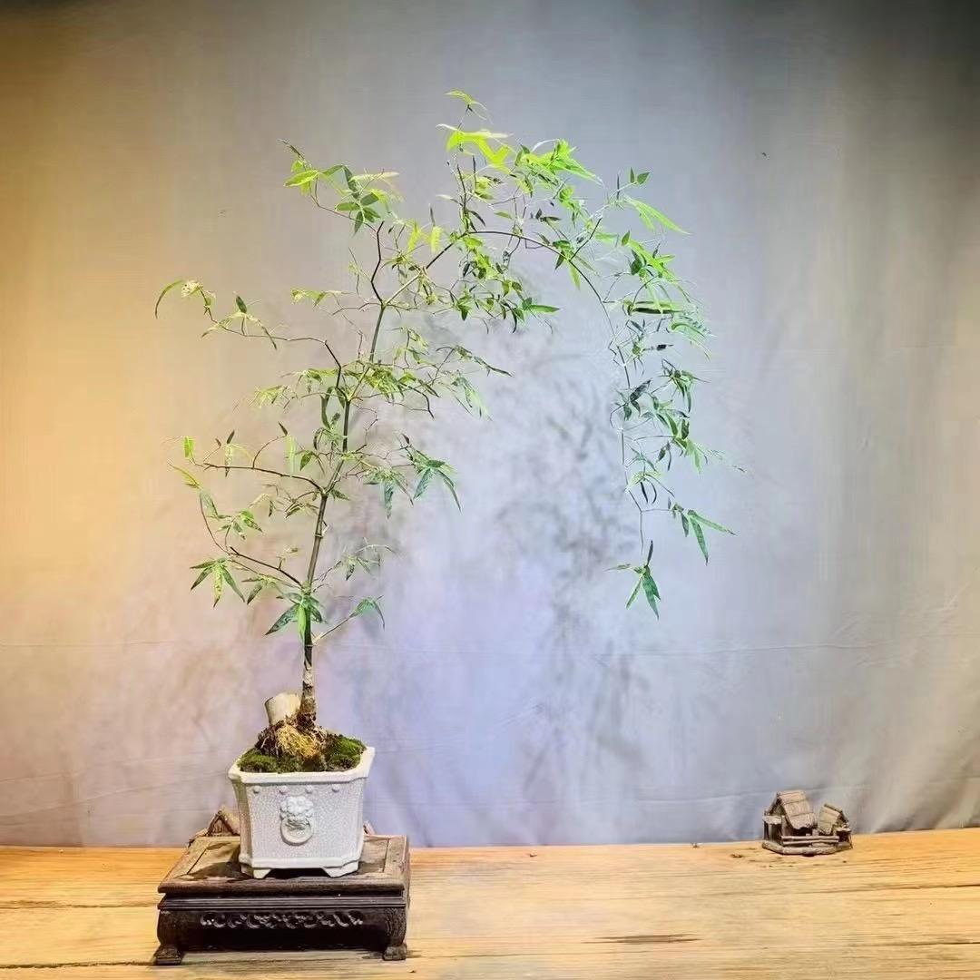 松下橘子