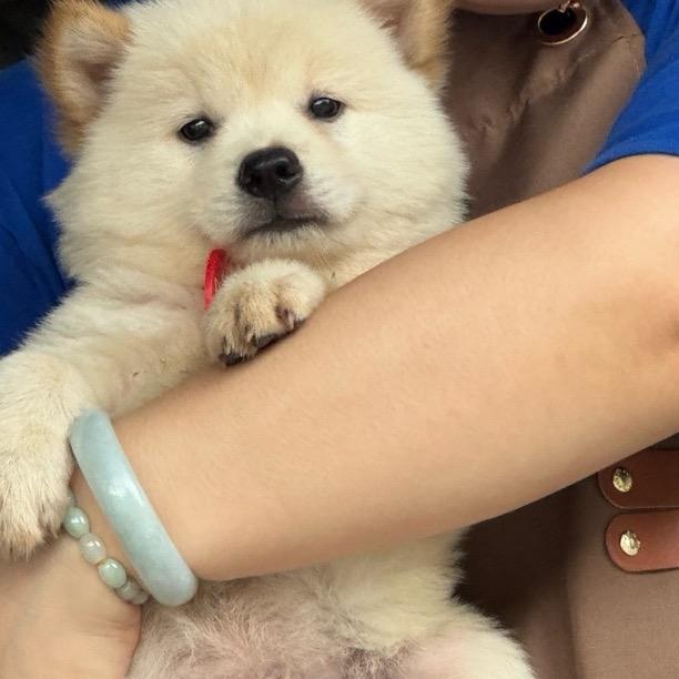 田园犬精品乐派