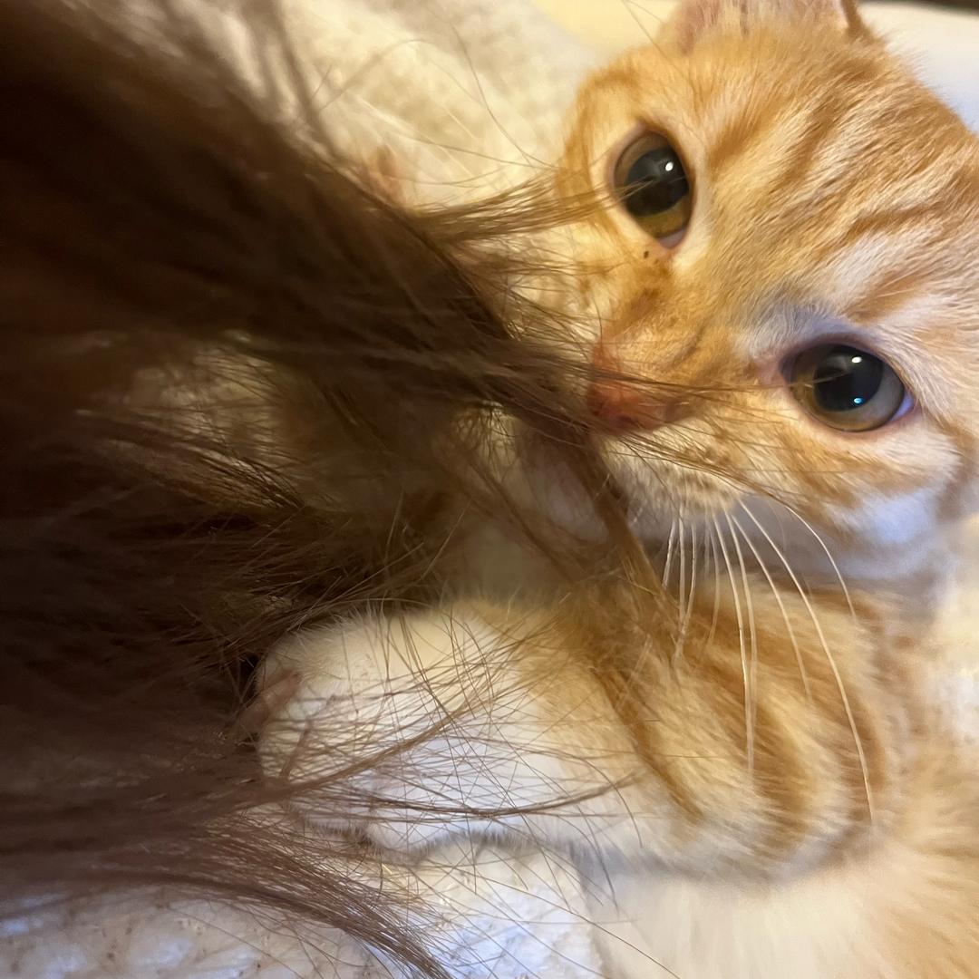 mini🍗