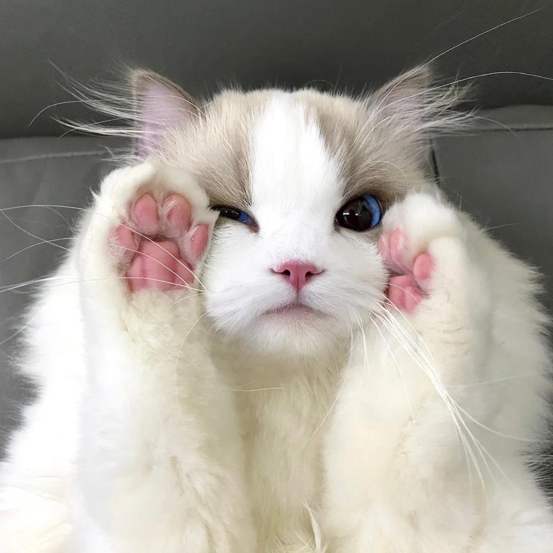小猫熬夜喝奶茶🐈