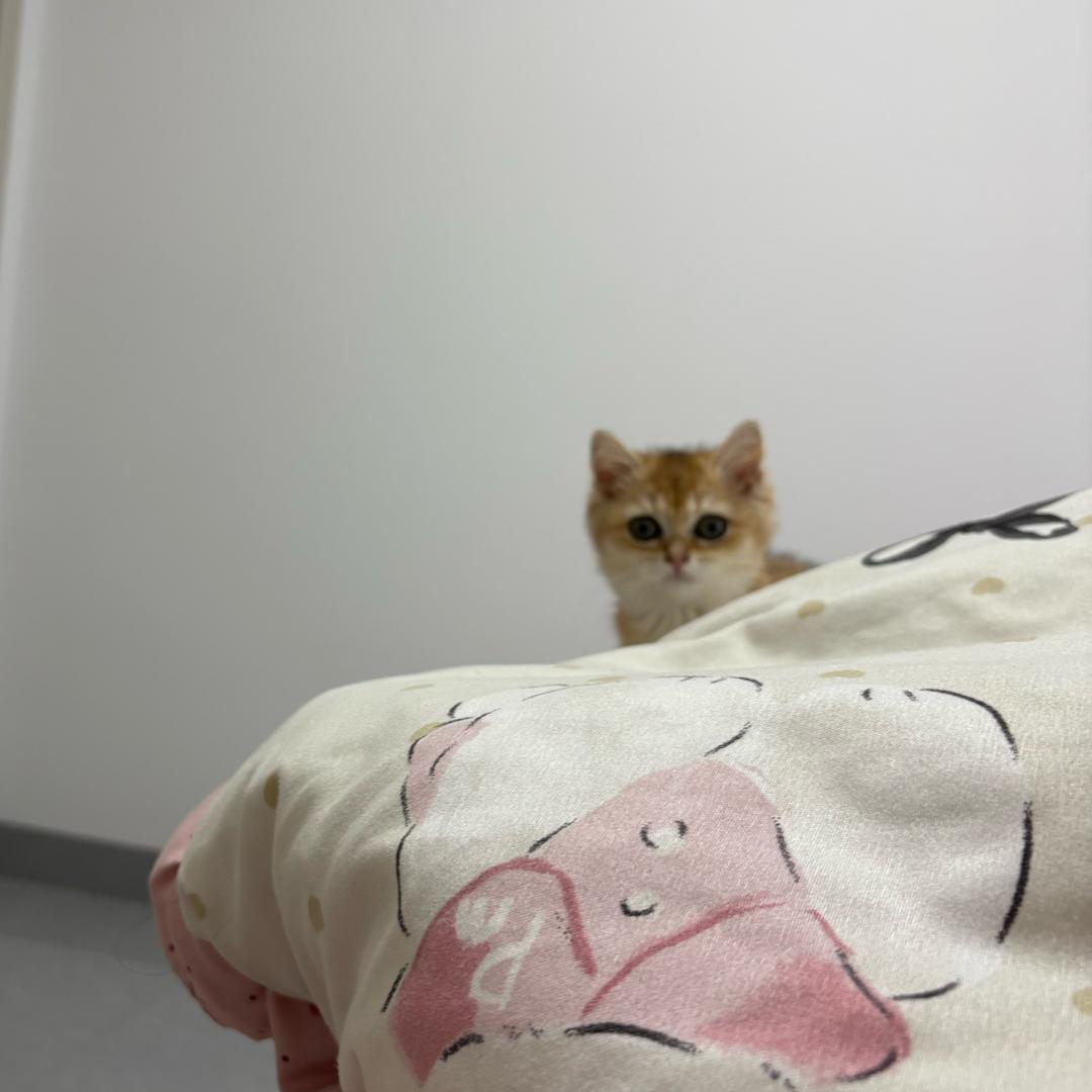 泡泡机🫧
