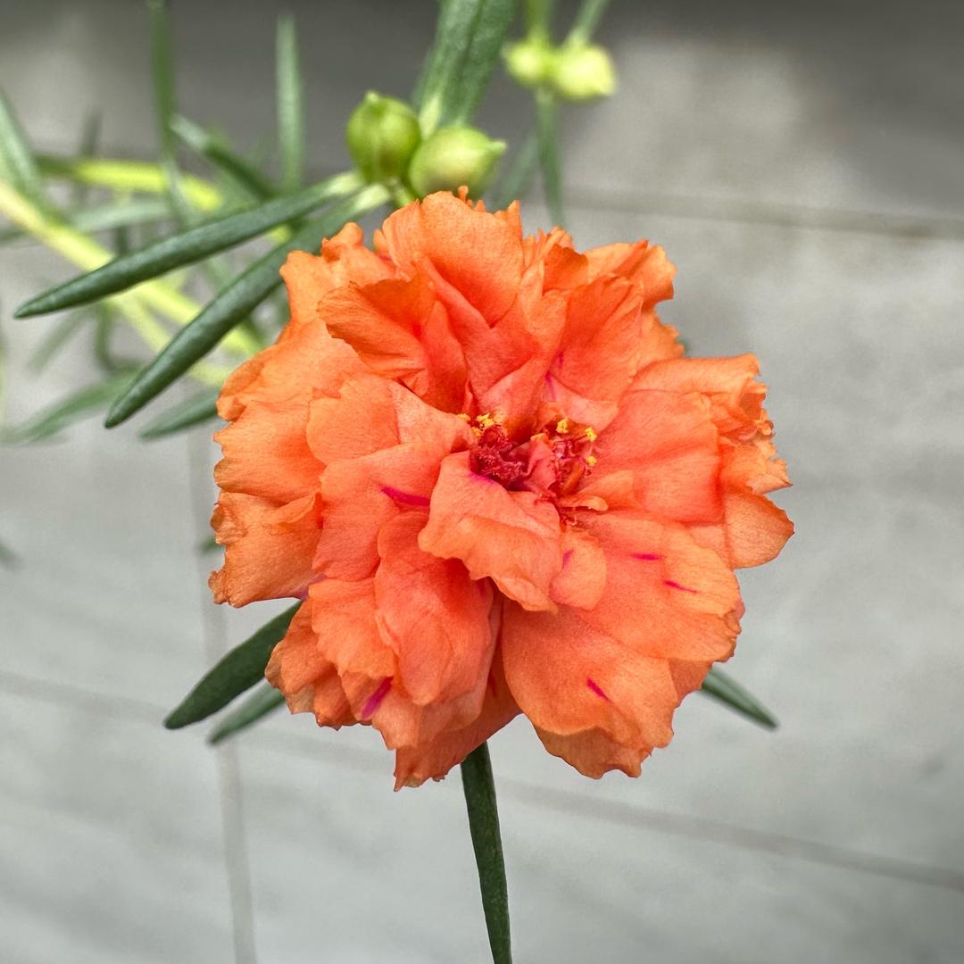 美丽的花朵410587570313