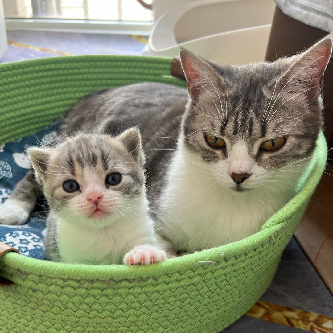 哈尼猫的快乐生活