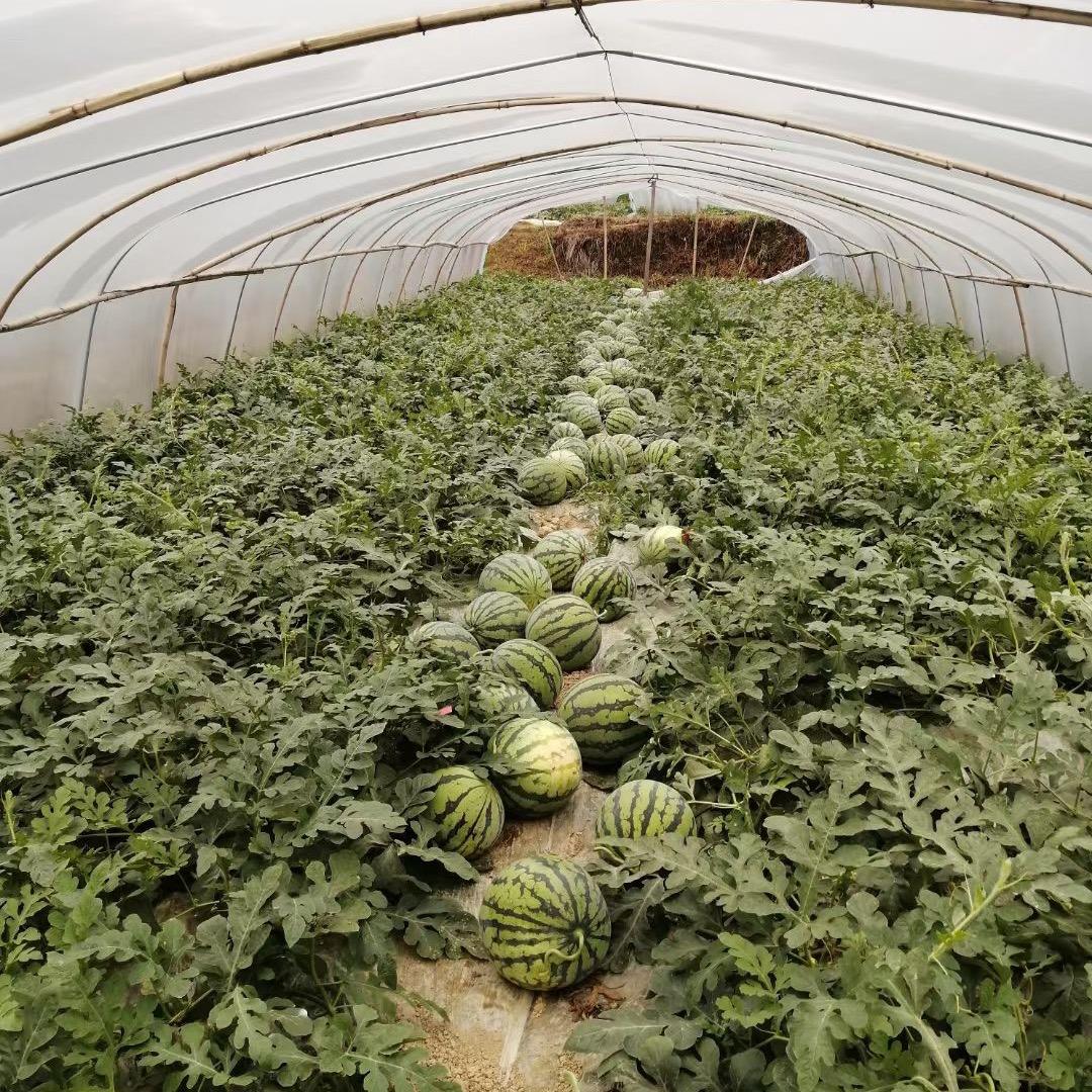 贵州丰裕农业种植家庭农场